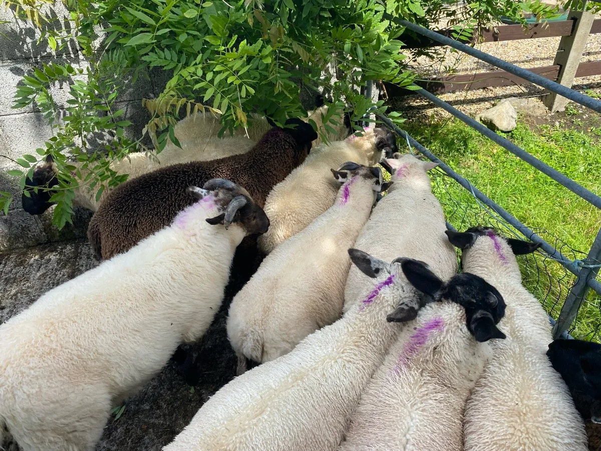 Store lambs - Image 4