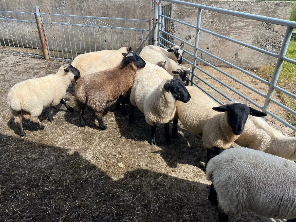 Store lambs - Image 2