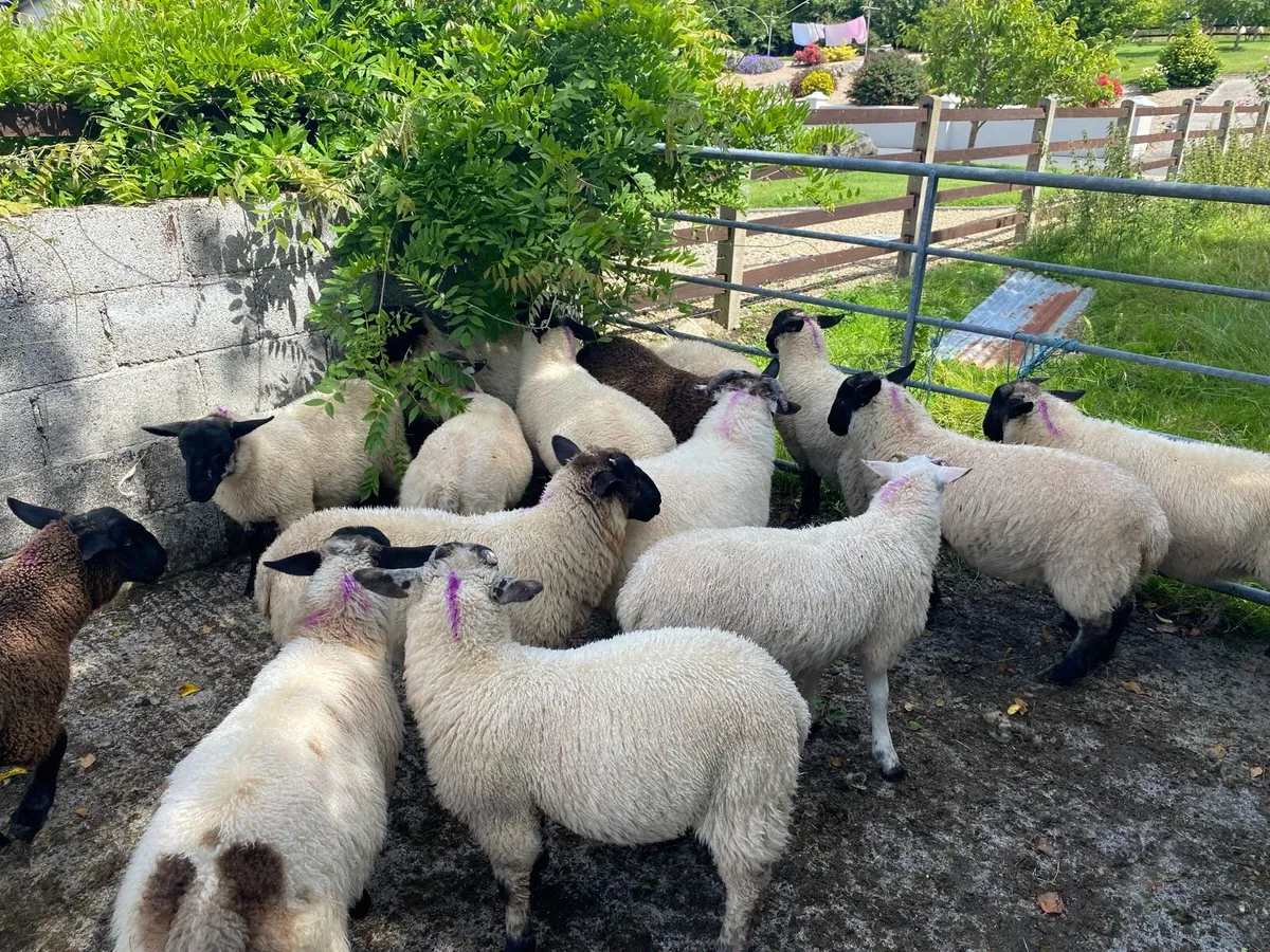 Store lambs - Image 3