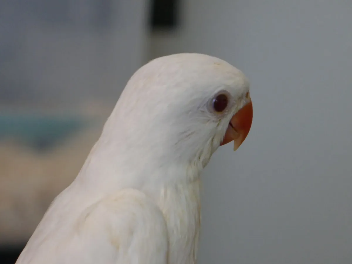 Violet handreared ring neck chicks - Image 2