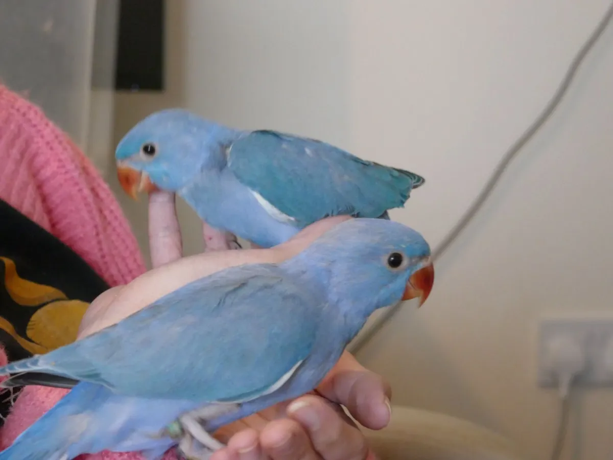 Violet handreared ring neck chicks - Image 3