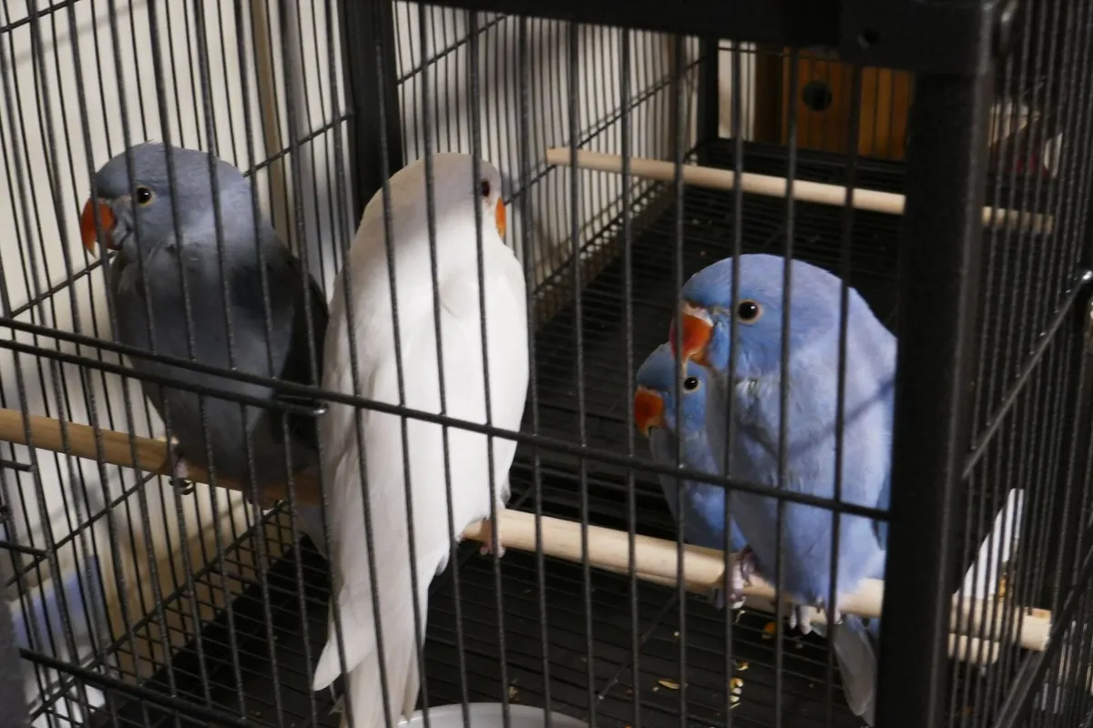 Violet handreared ring neck chicks - Image 4