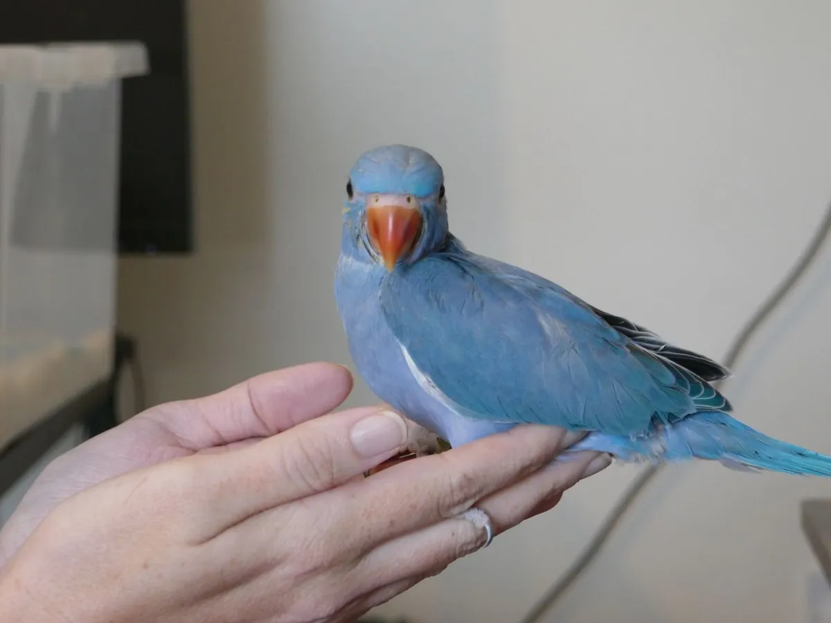 Violet handreared ring neck chicks - Image 1