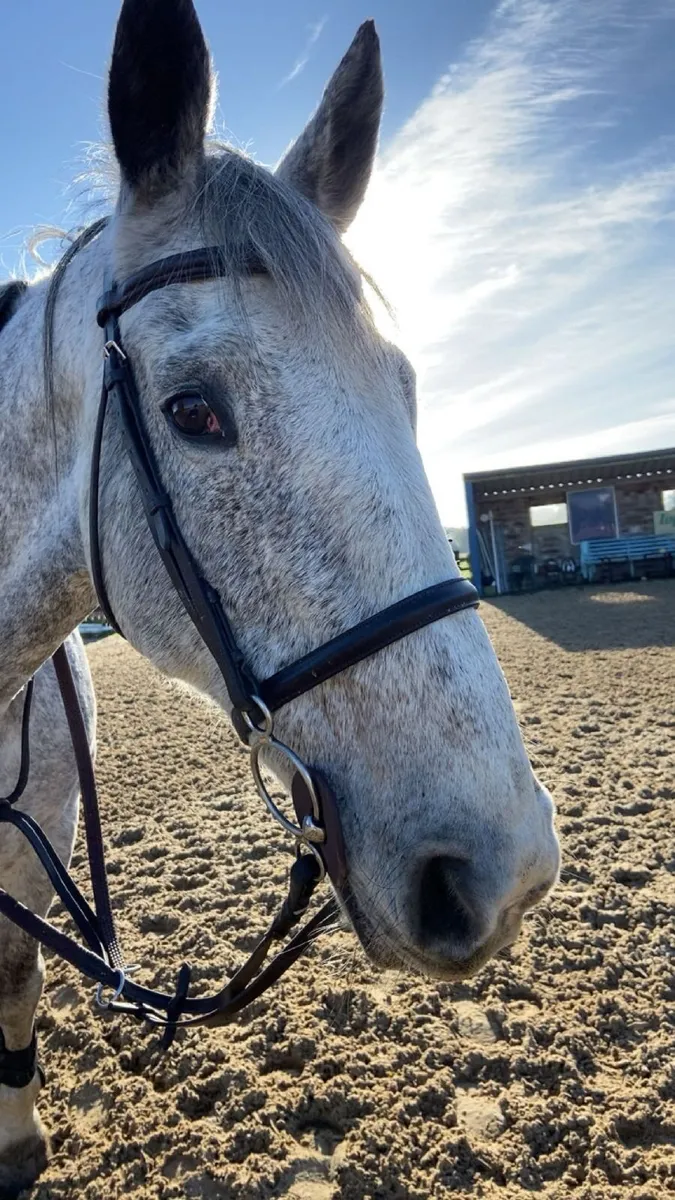 Full Size Black Bridle - Image 1