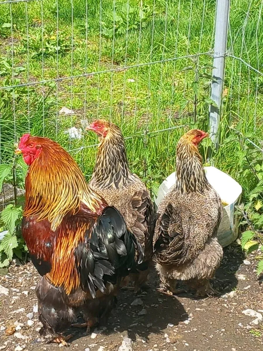 Hatching Eggs.... - Image 1
