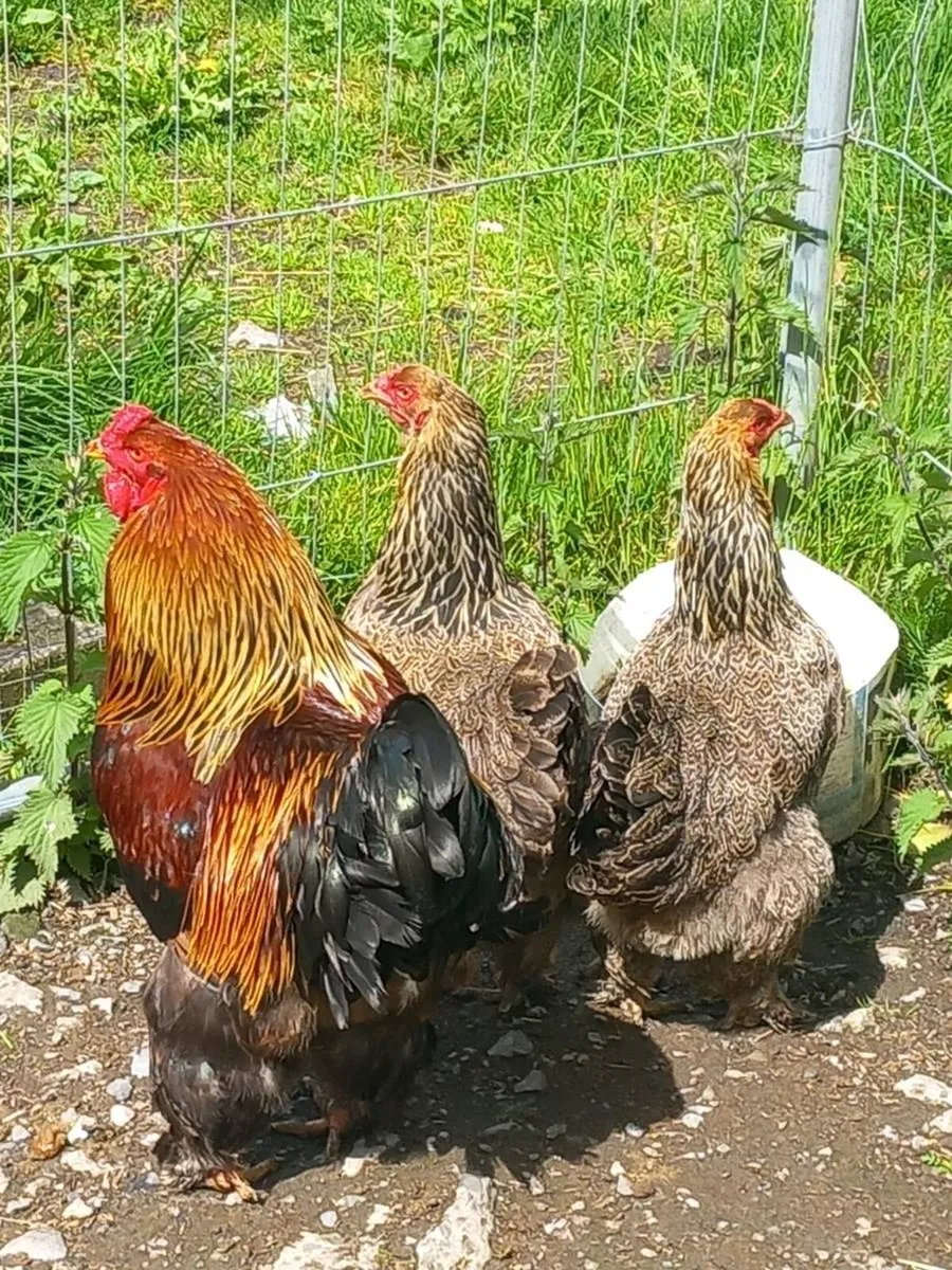 Hatching Eggs.... - Image 2