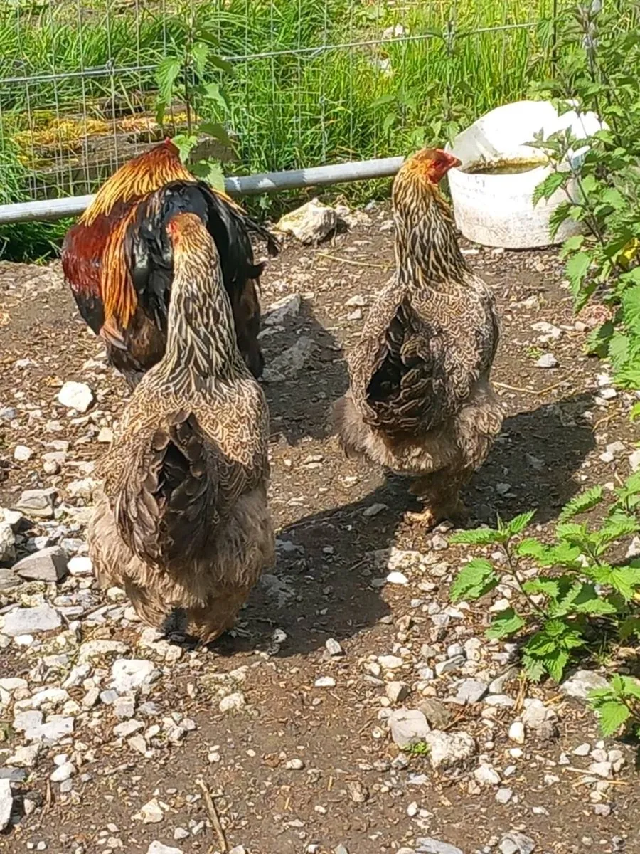 Hatching Eggs.... - Image 3