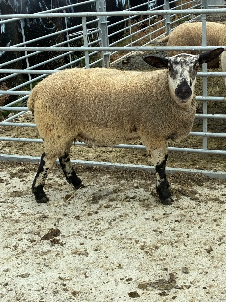 Livestock - Image 1