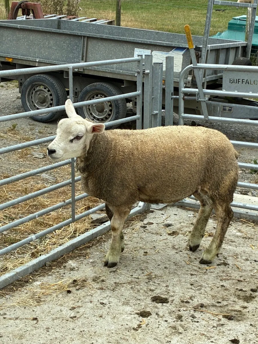 Livestock - Image 2