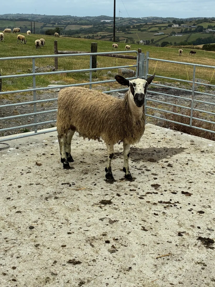 Livestock - Image 3