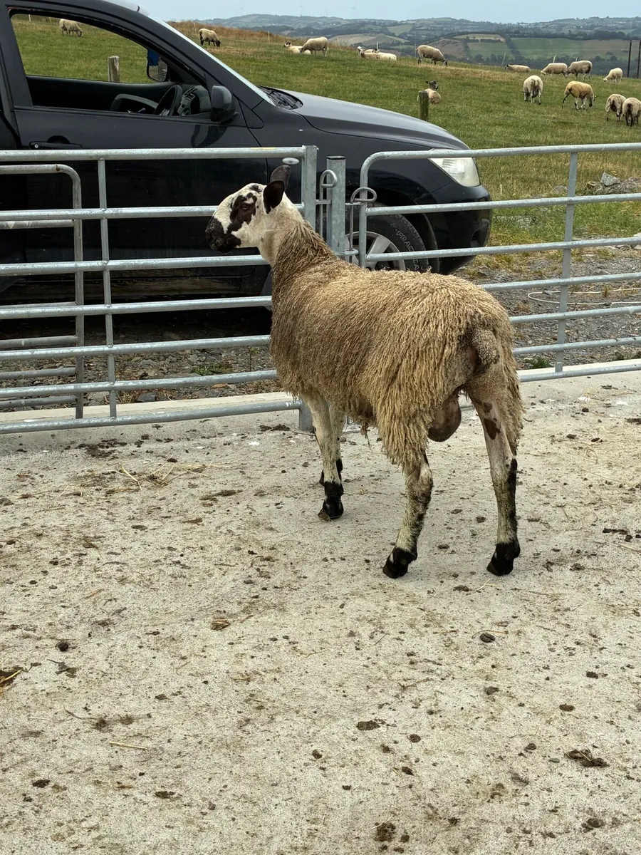 Livestock - Image 4