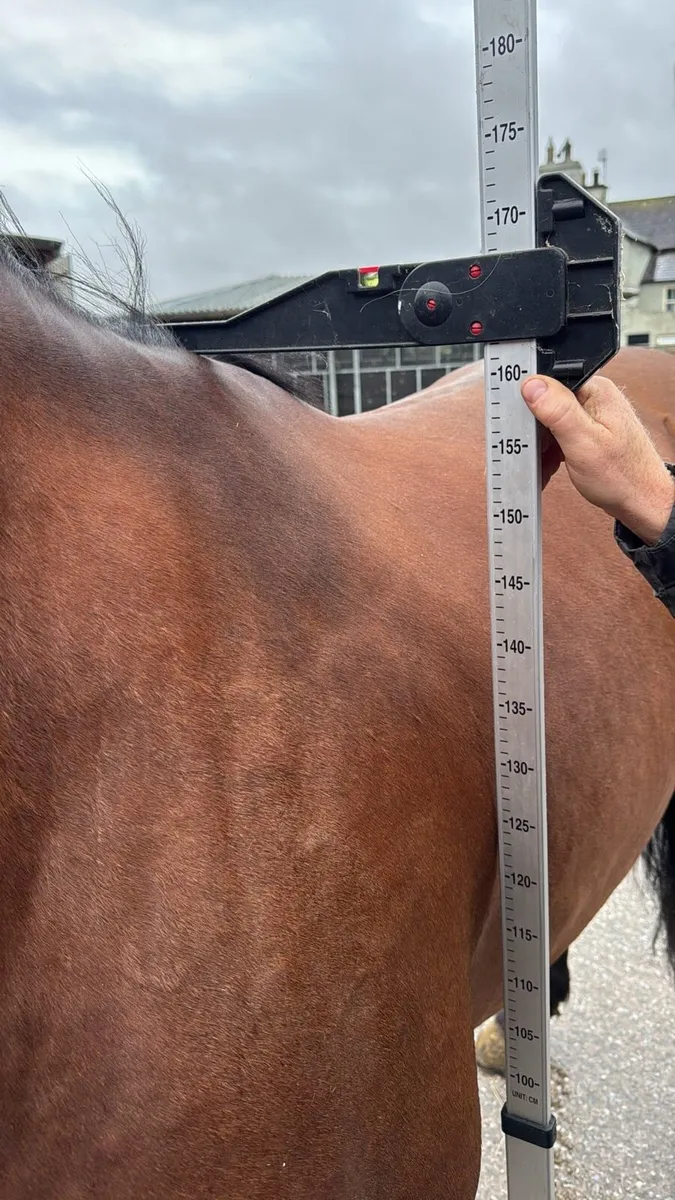 16h gelding - Image 3