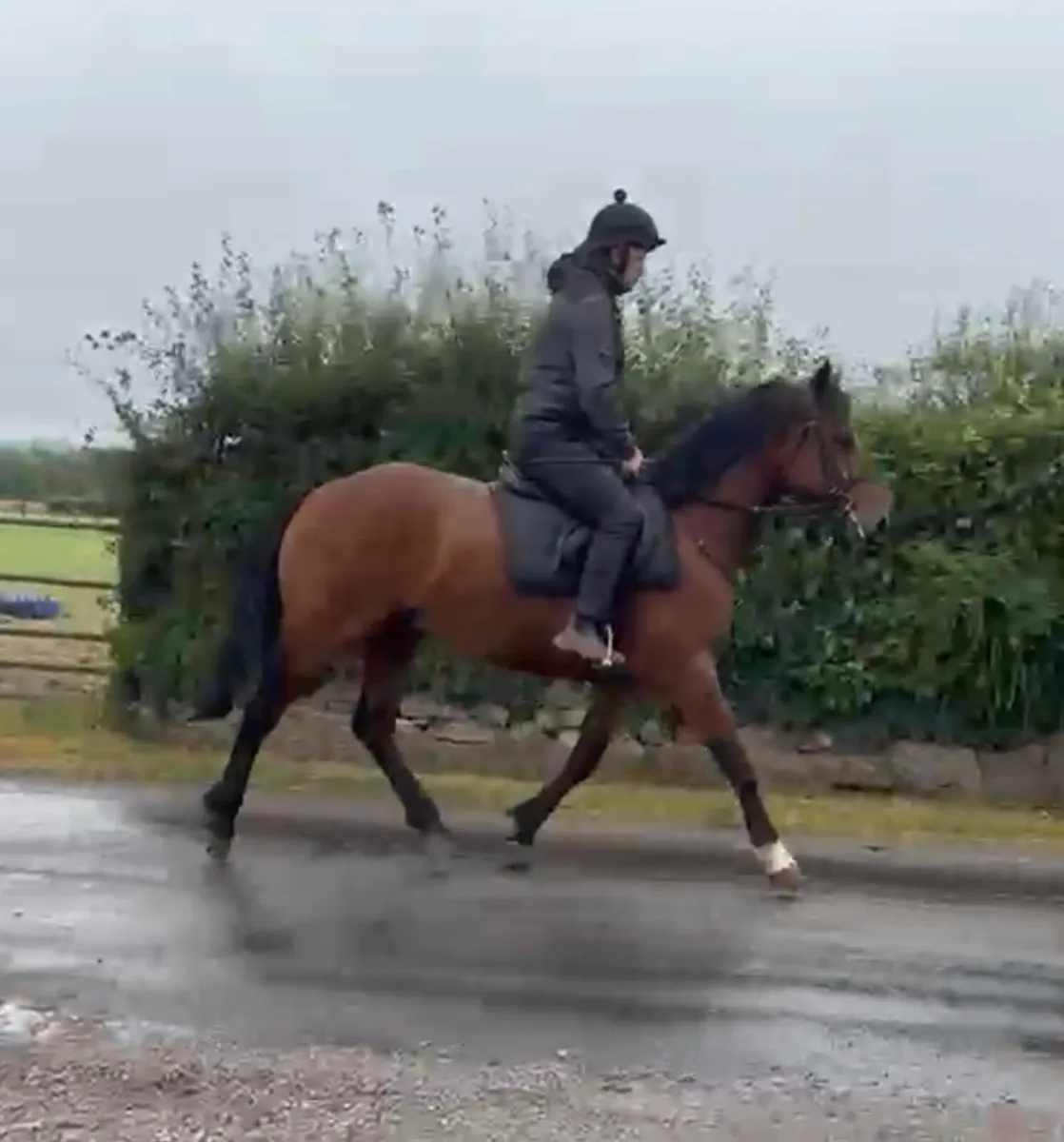 16h gelding - Image 2