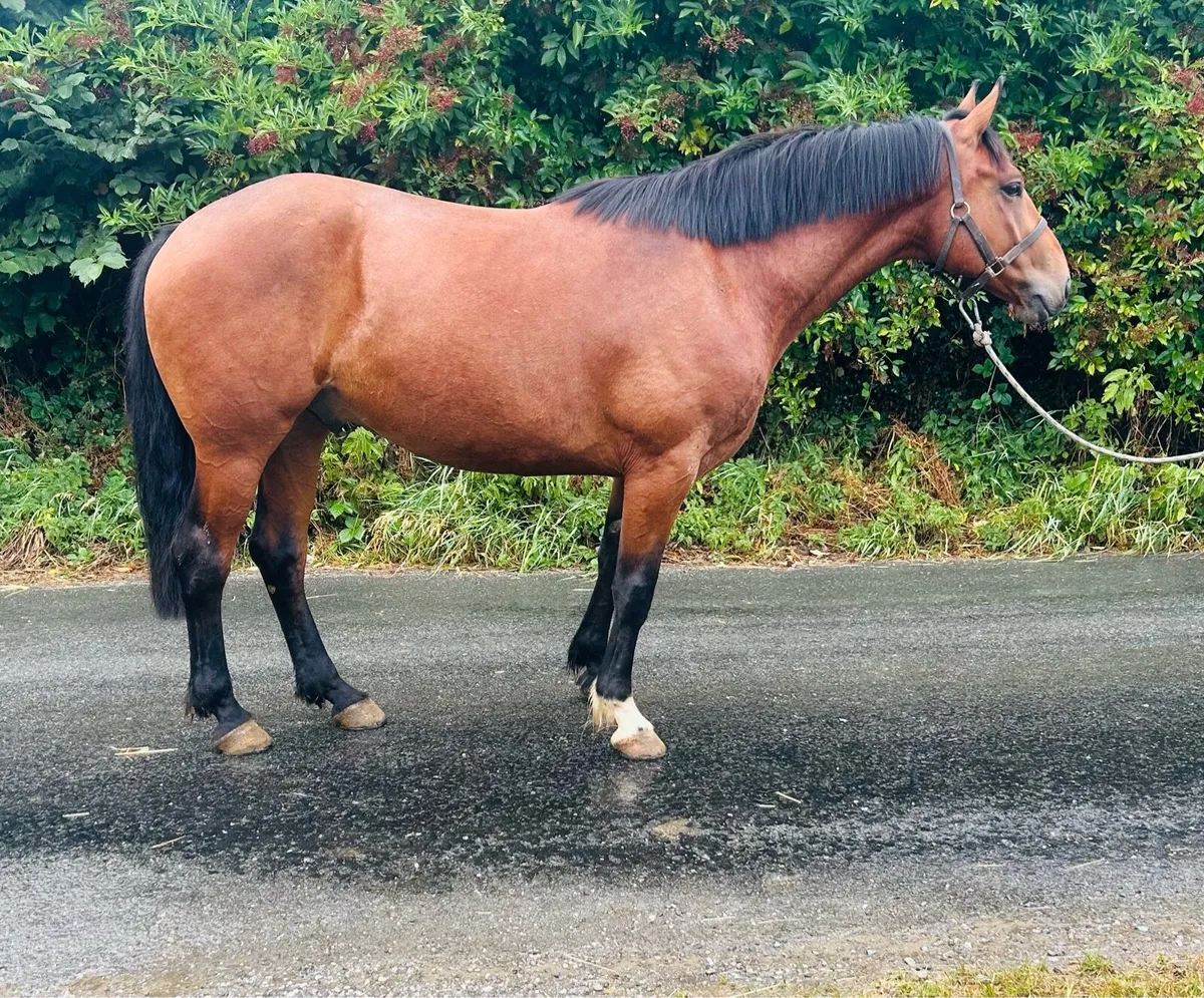 16h gelding - Image 4