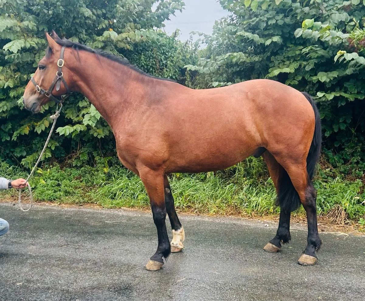 16h gelding - Image 1