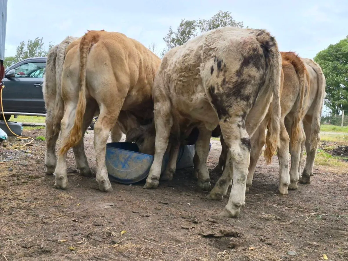 10 Super Heifer Weanlings - Image 2
