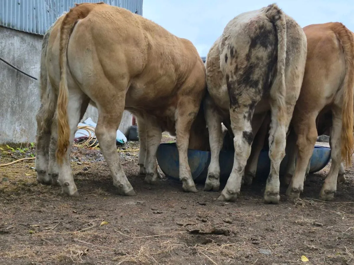 10 Super Heifer Weanlings - Image 3