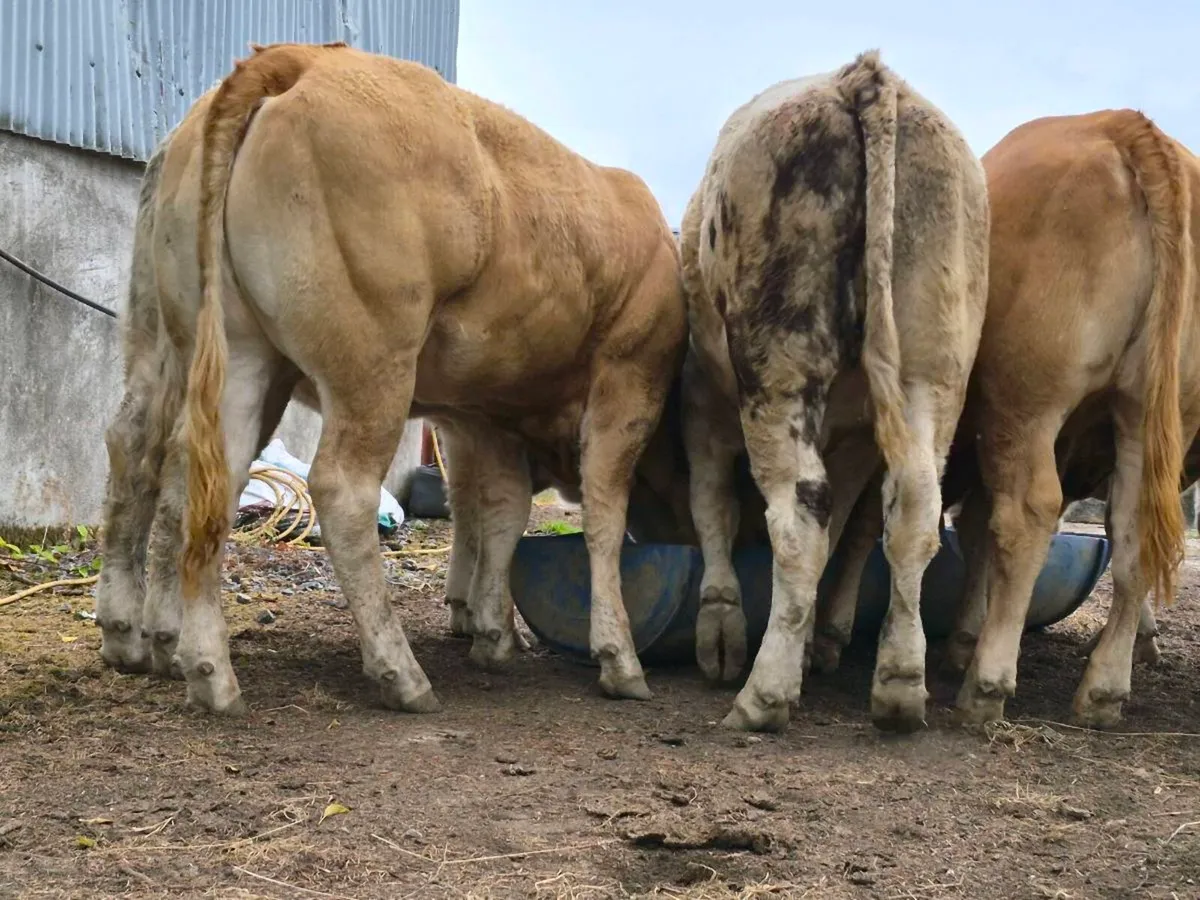 10 Super Heifer Weanlings - Image 4