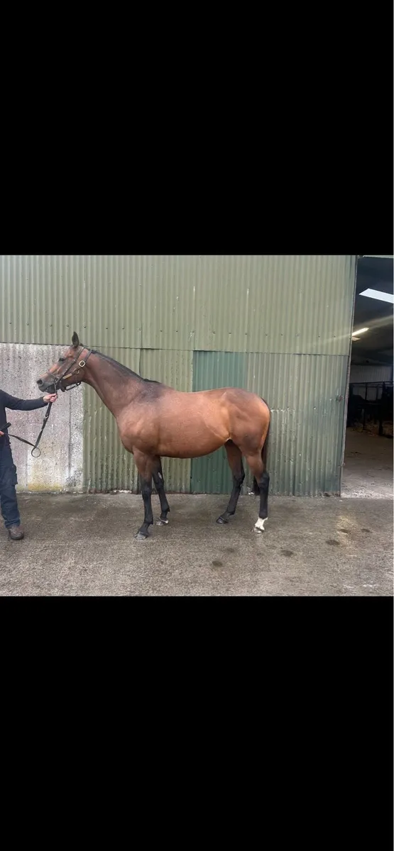 Thoroughbred Mare - Image 1