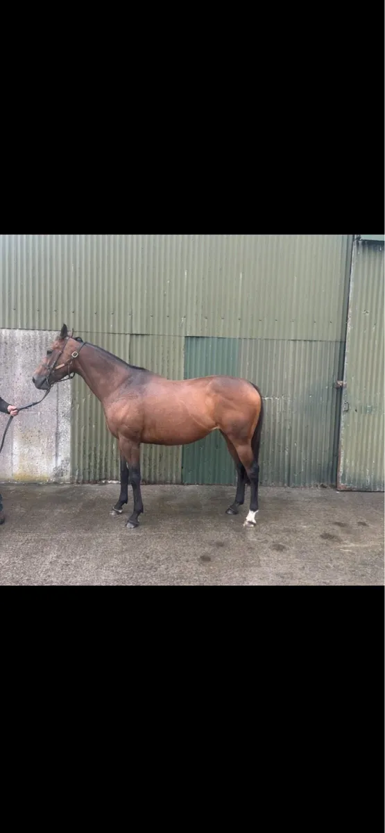 Thoroughbred Mare - Image 2