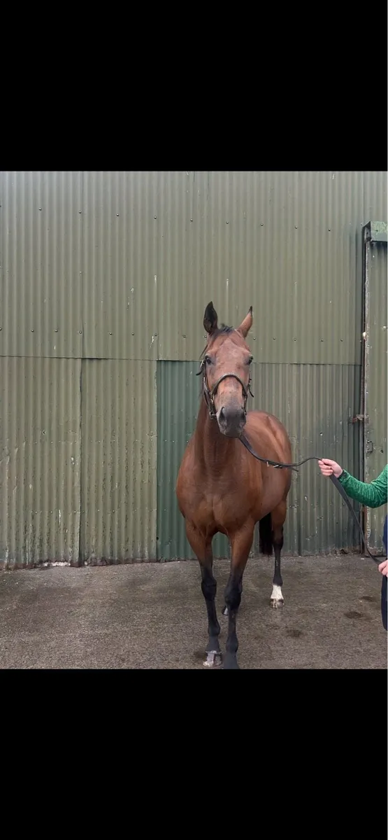 Thoroughbred Mare - Image 3