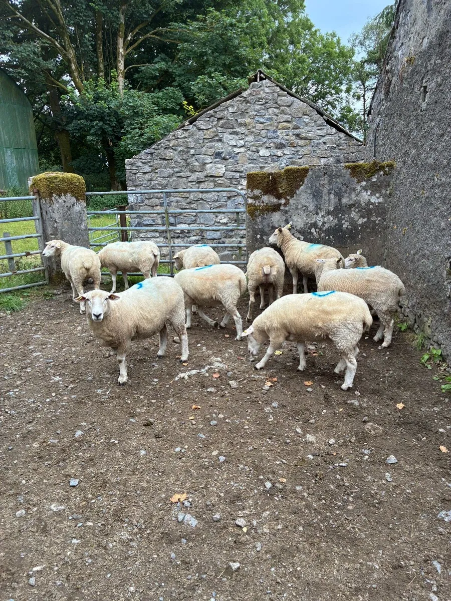 10 ewe hoggets - Image 1