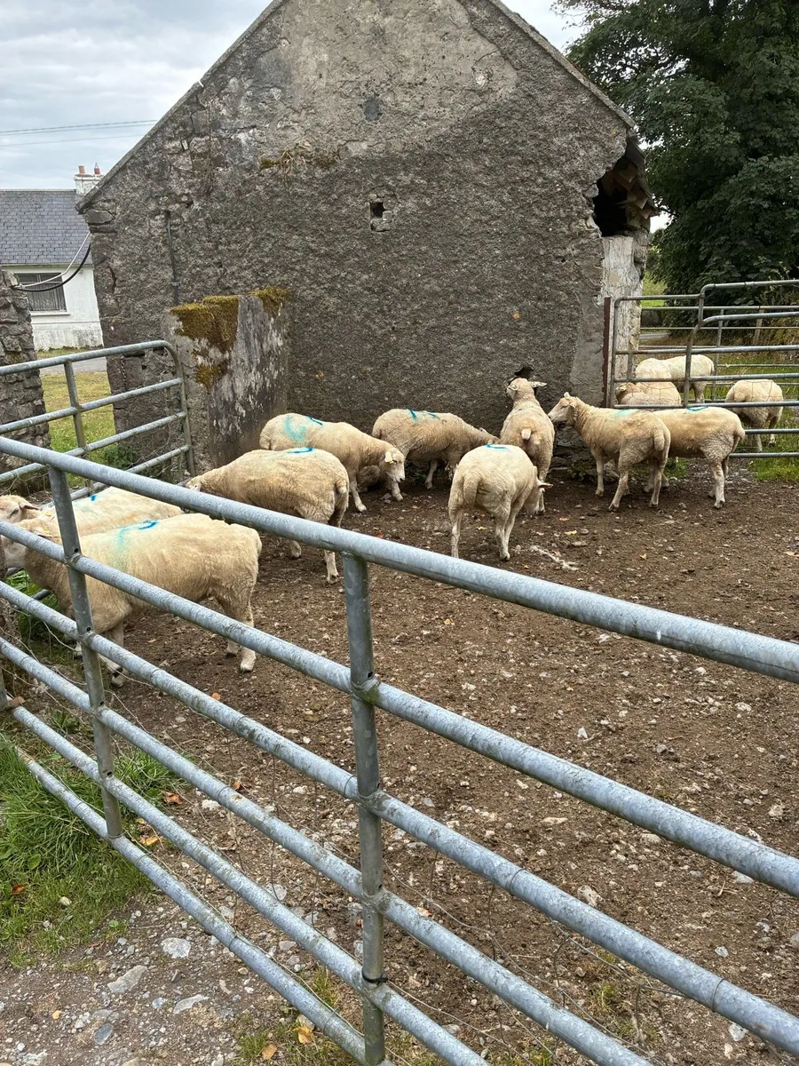10 ewe hoggets - Image 2