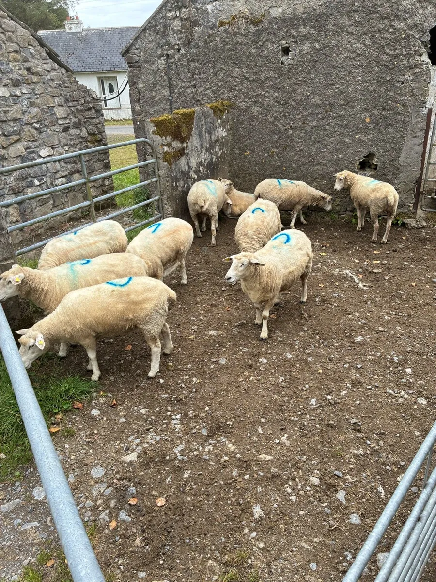 10 ewe hoggets - Image 3