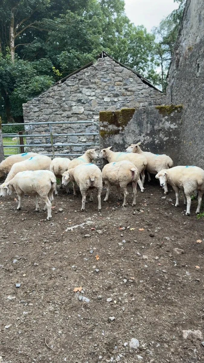 10 ewe hoggets - Image 4