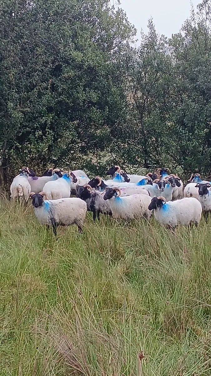 Sheep - Image 2