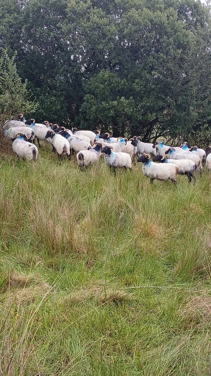 Sheep - Image 3