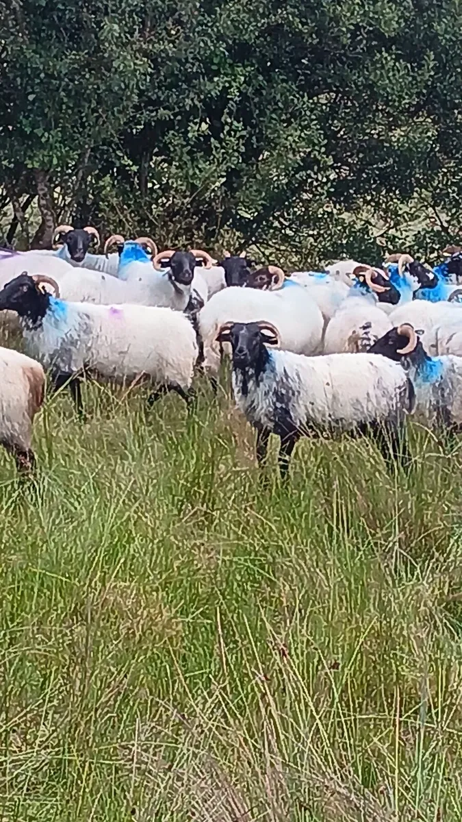 Sheep - Image 4