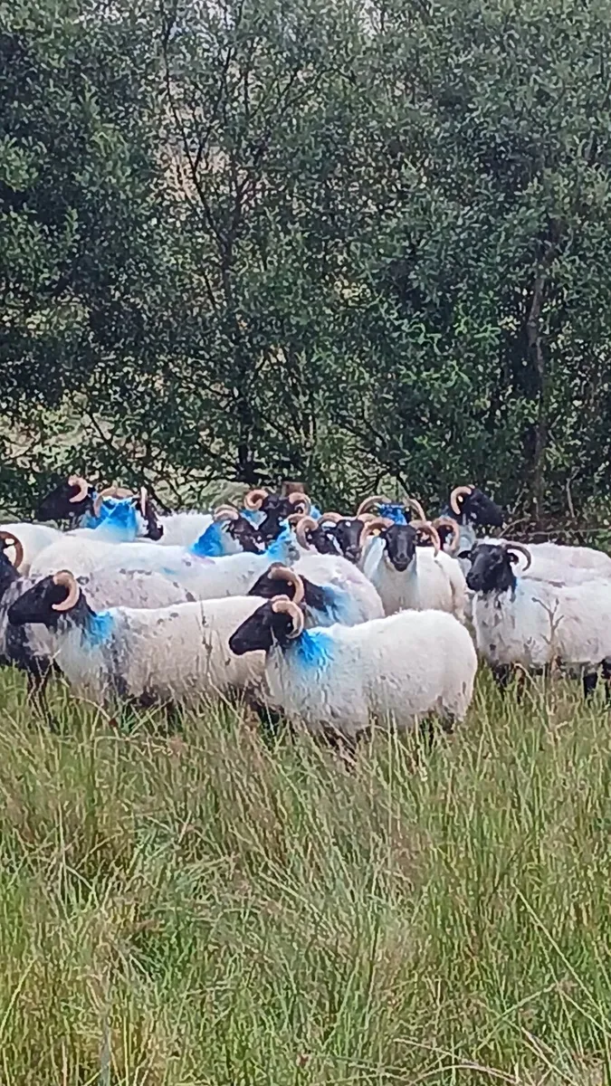 Sheep - Image 1