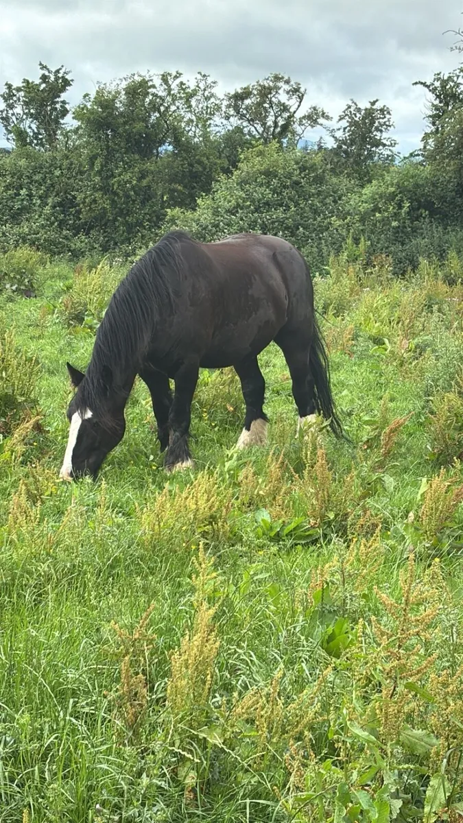 Cob gelding - Image 1
