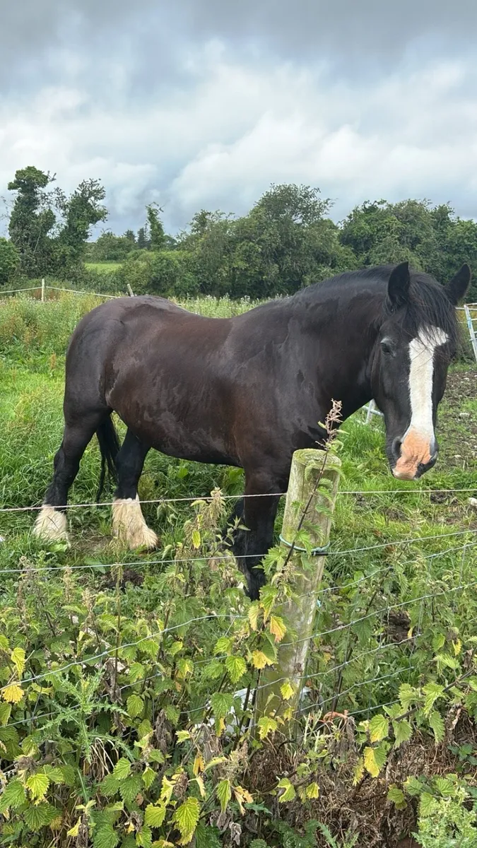 Cob gelding - Image 2