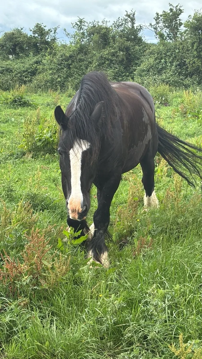 Cob gelding - Image 3