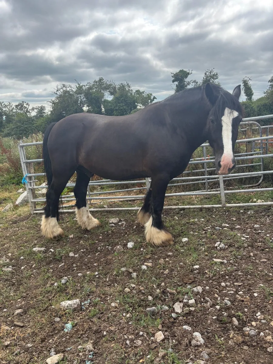 Cob gelding - Image 4