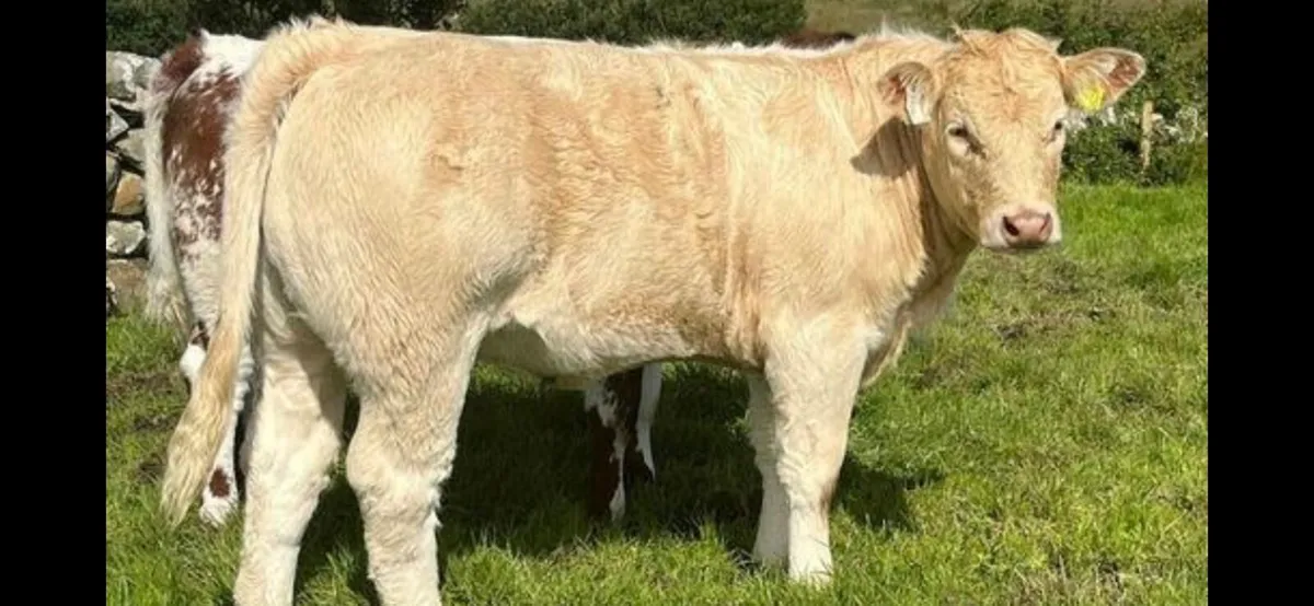 ****2026 Weanlings**** - Image 4