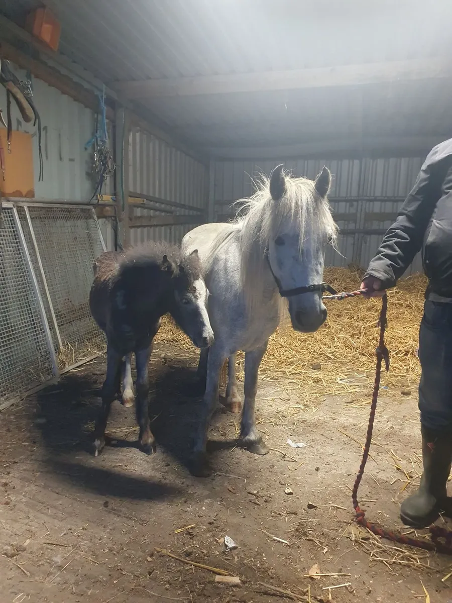 Pony - Image 2