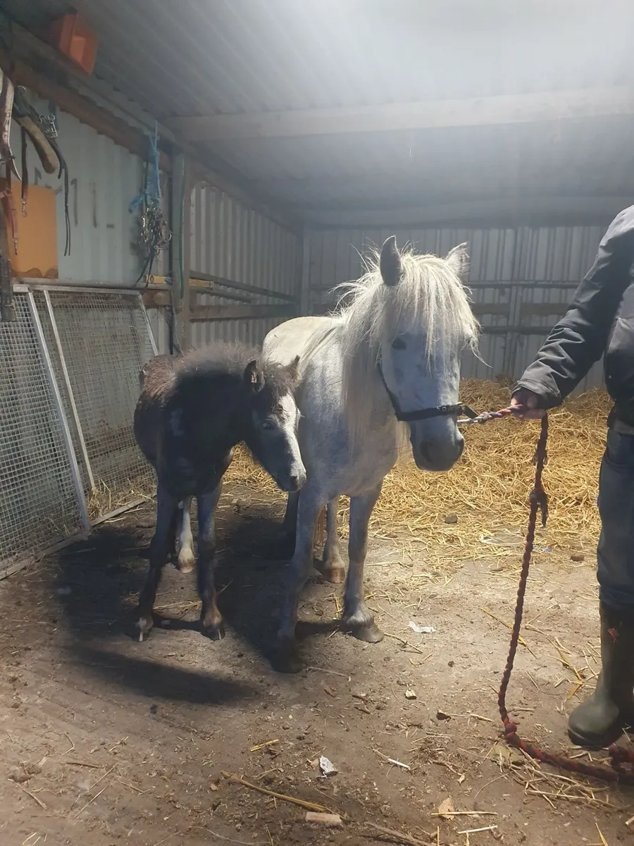 Pony - Image 1