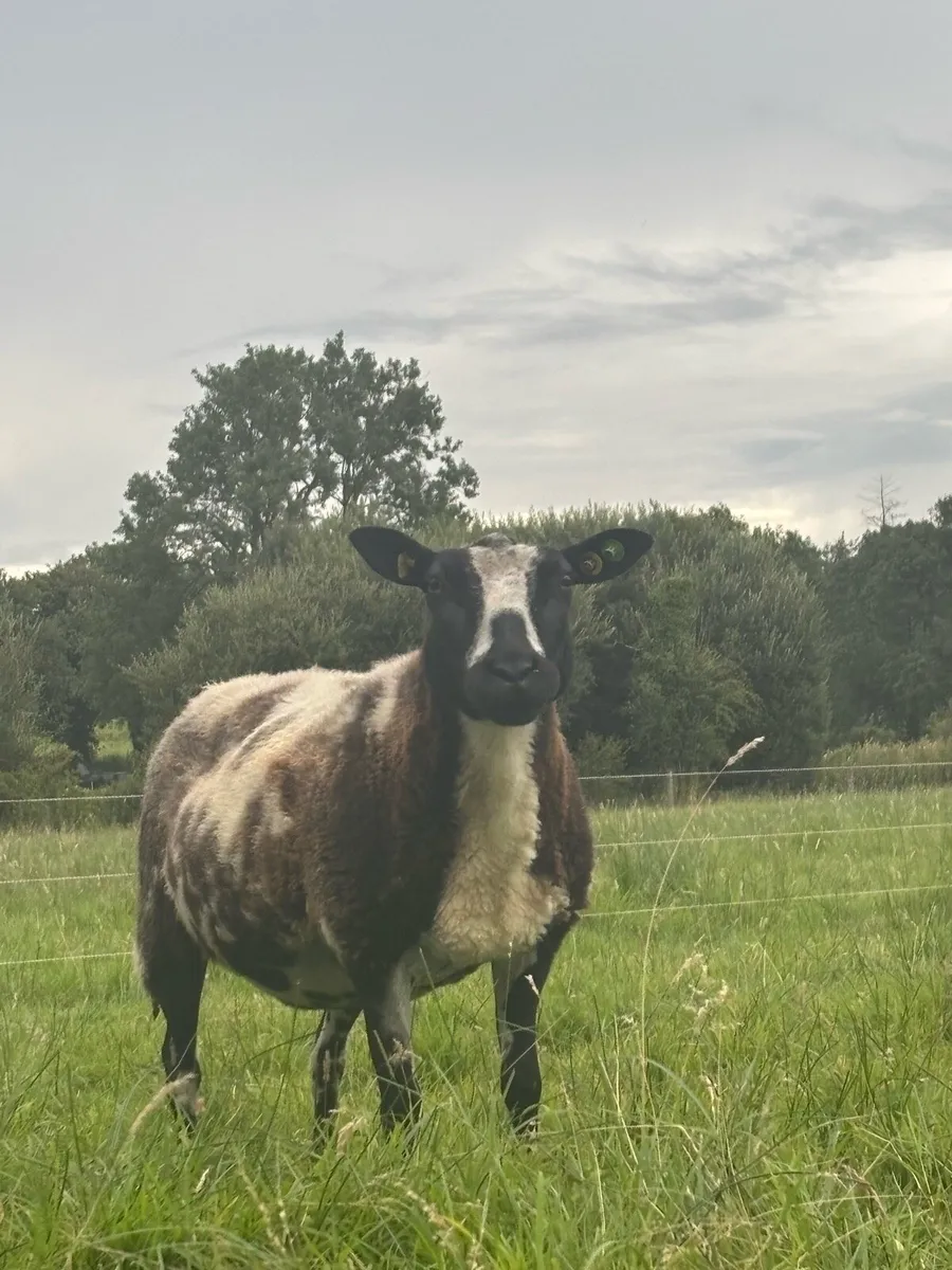 Pure bread Dutch spotted ewes, Hogget’s and lambs - Image 2