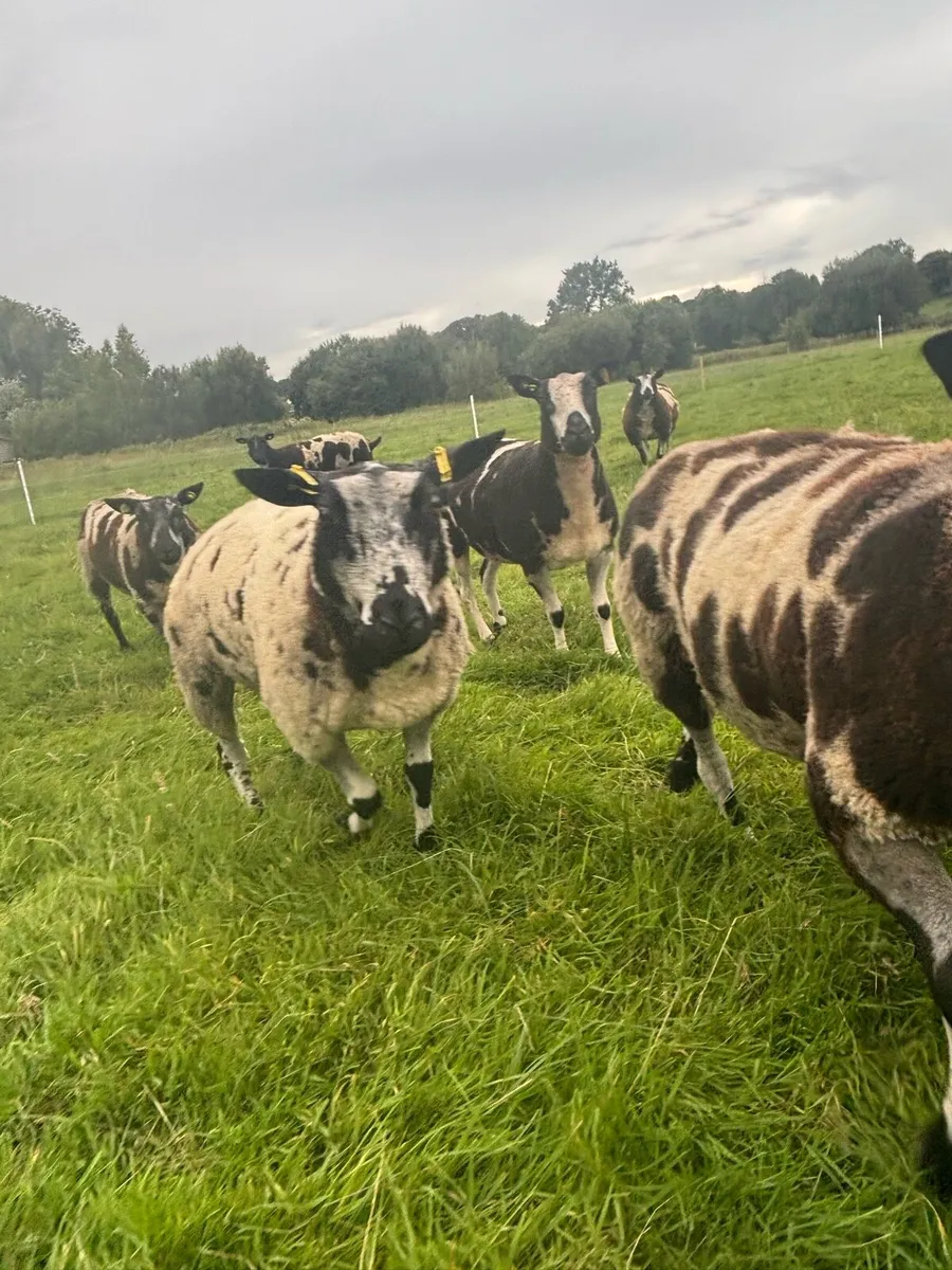 Pure bread Dutch spotted ewes, Hogget’s and lambs - Image 4