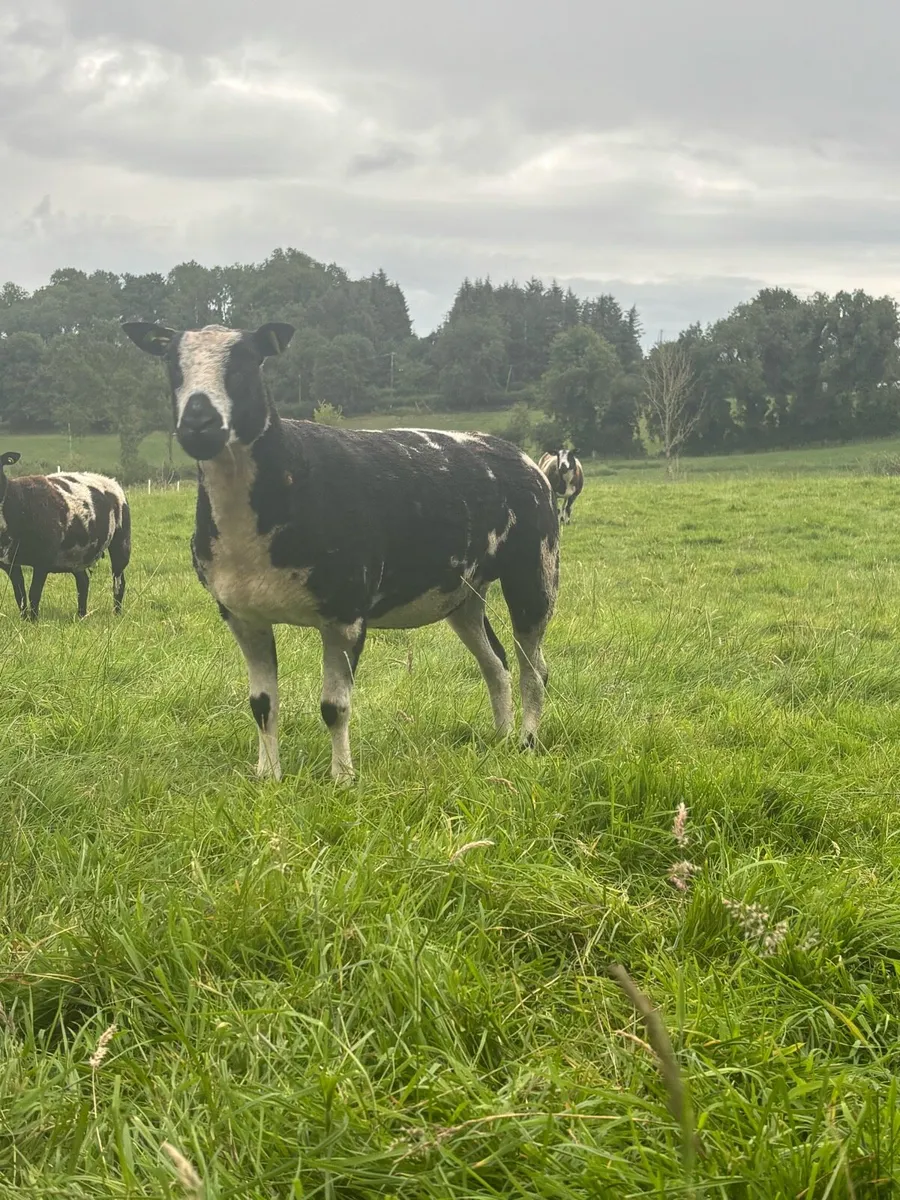 Pure bread Dutch spotted ewes, Hogget’s and lambs - Image 3