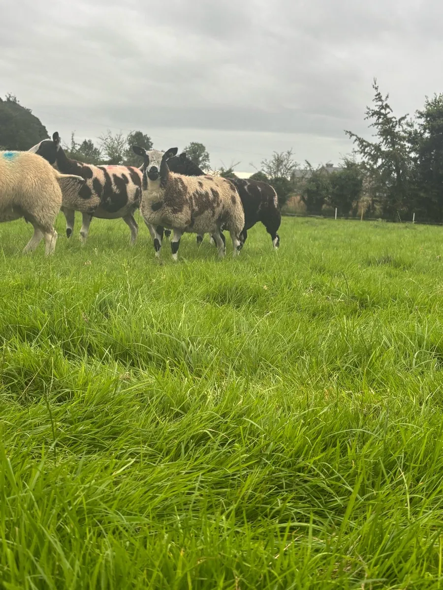 Pure bread Dutch spotted ewe lambs - Image 3