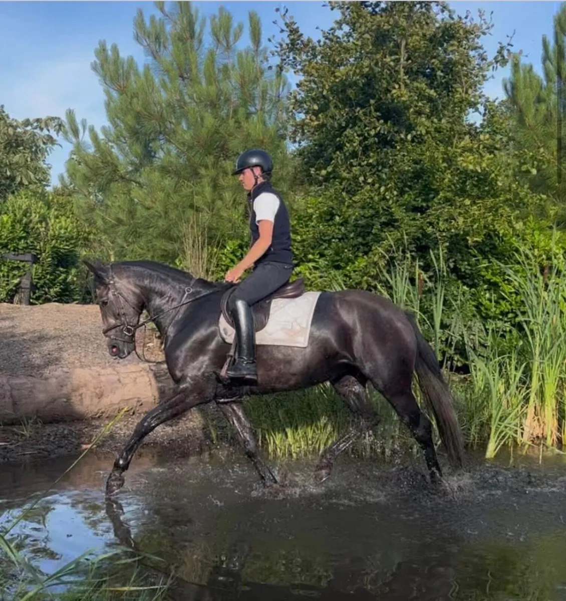 Beautiful grey mare inside and out - Image 1
