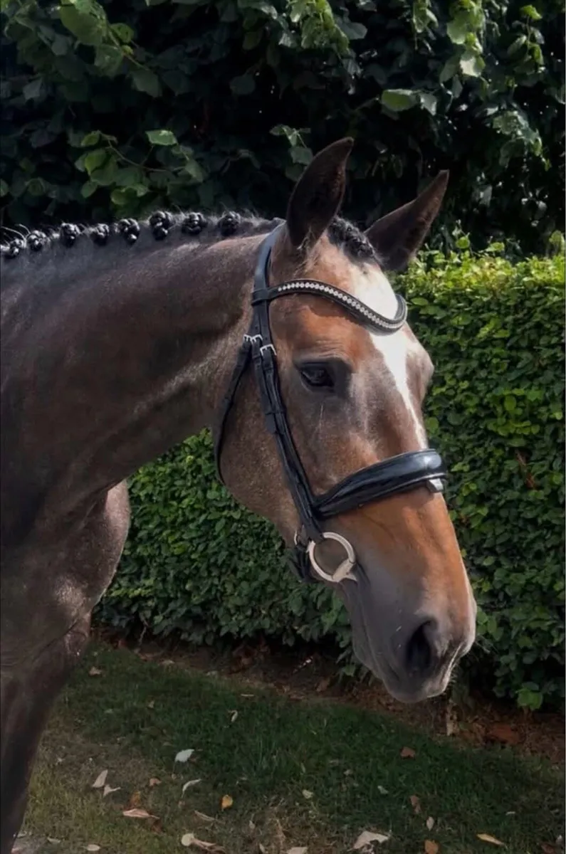 Beautiful grey mare inside and out - Image 2