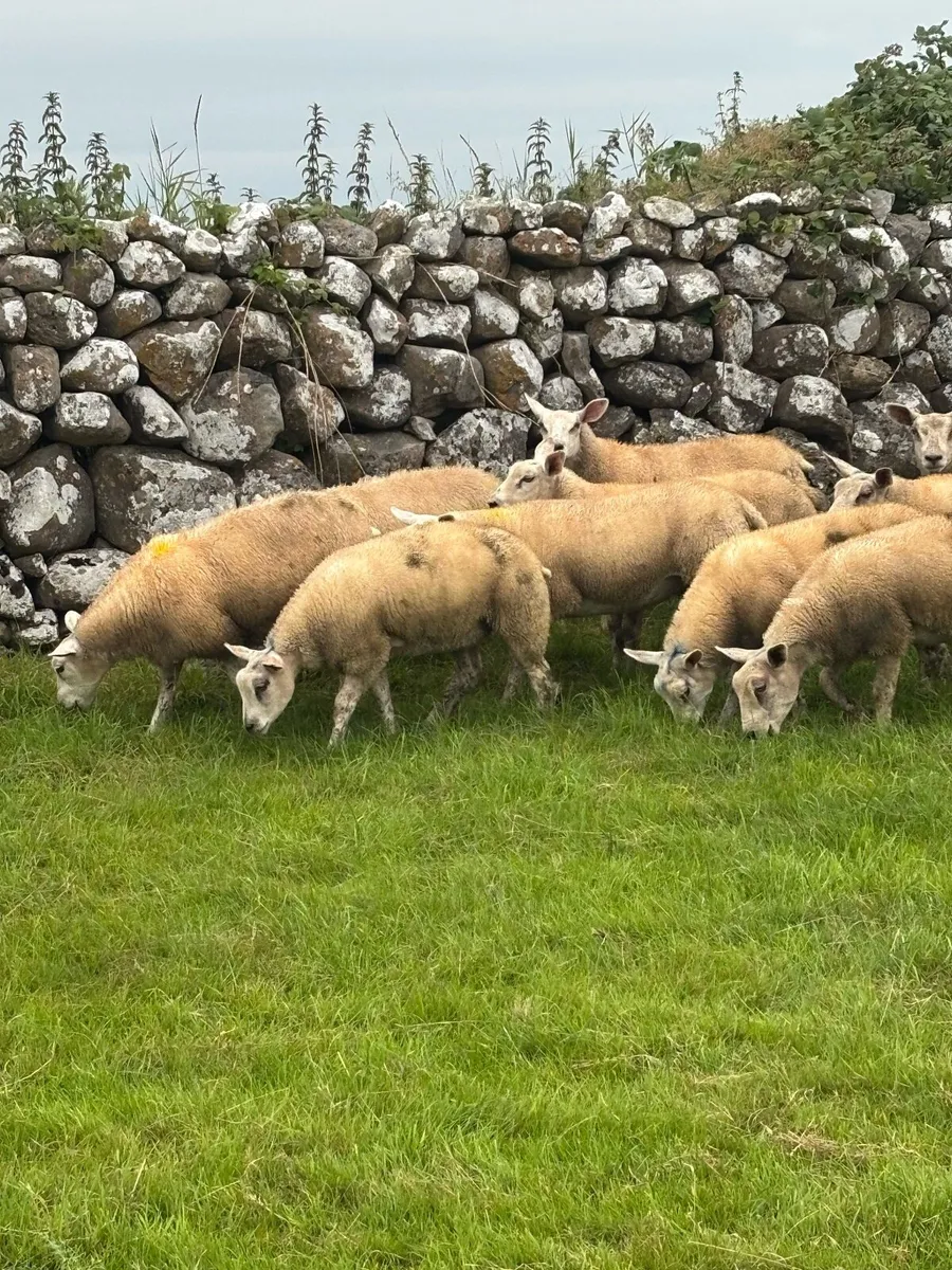 Texel x ewe lambs - Image 3