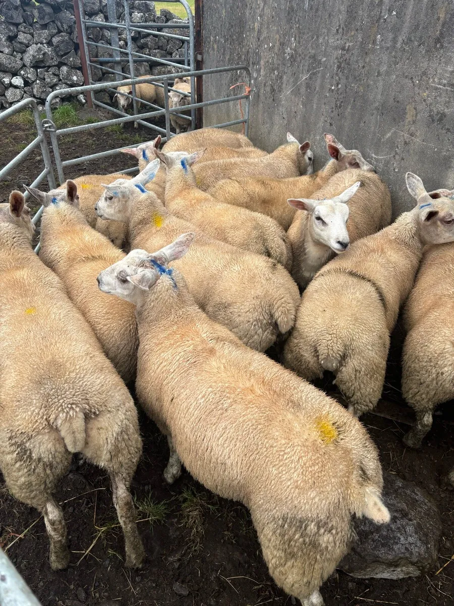 Texel x ewe lambs - Image 4