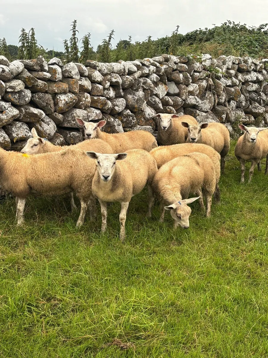 Texel x ewe lambs - Image 1