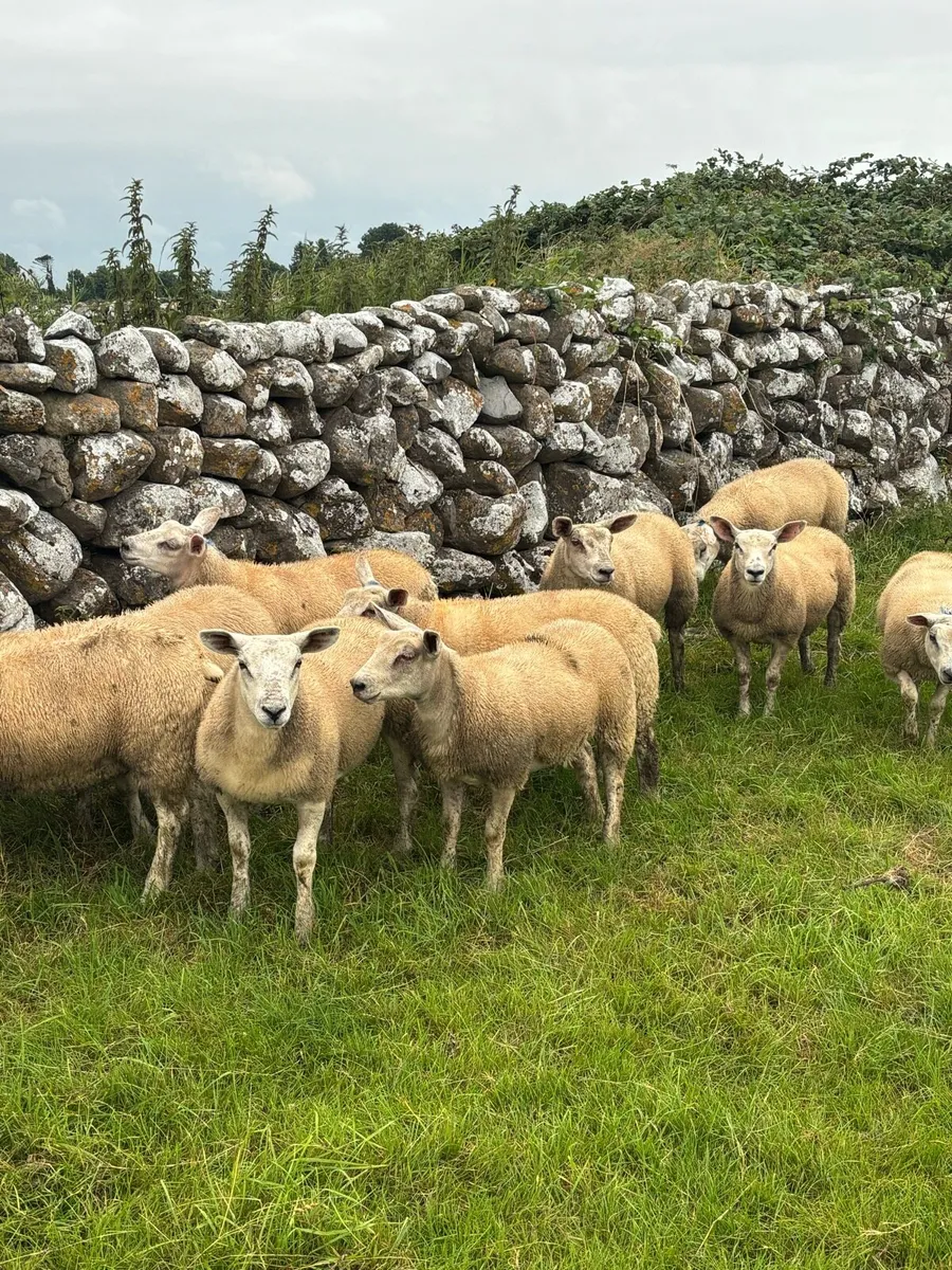Texel x ewe lambs - Image 2